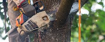 Best Storm Damage Tree Cleanup  in Boiling Springs, NC