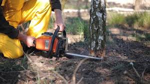 Best Tree Removal  in Boiling Springs, NC