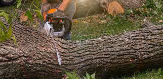 Best Sod Installation  in Boiling Springs, NC