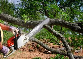 Best Lot and Land Clearing  in Boiling Springs, NC