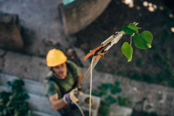 Best Stump Grinding and Removal  in Boiling Springs, NC