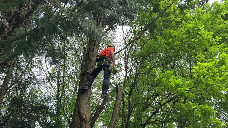 Mulching Services in Boiling Springs, NC